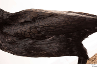 Double-crested cormorant Phalacrocorax auritus back chest wing 0001.jpg